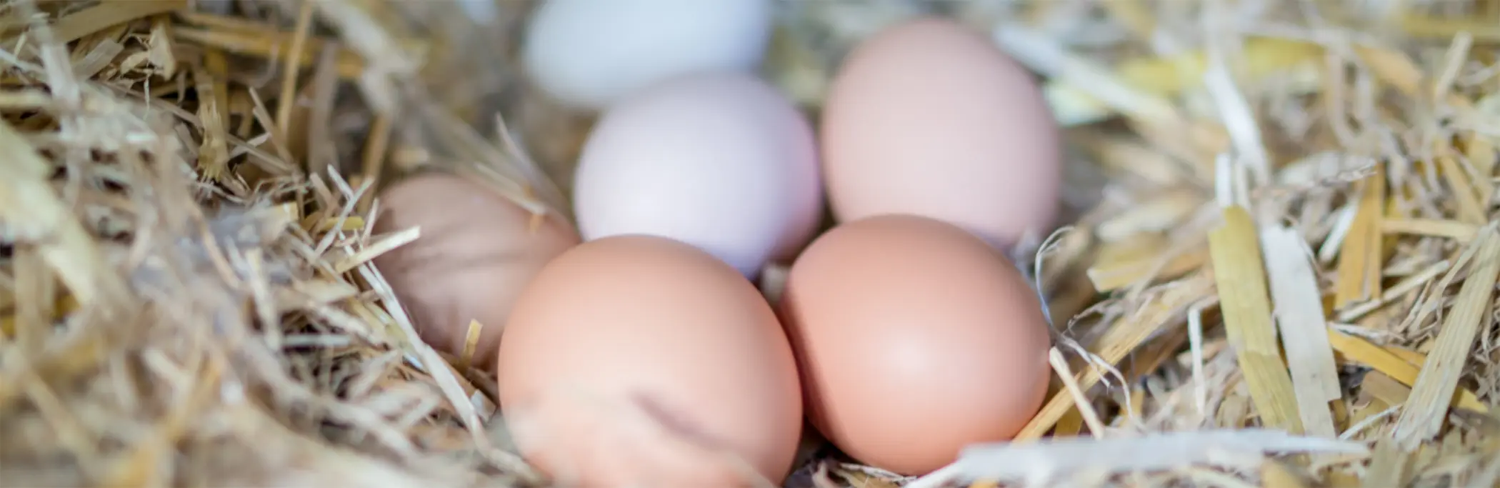 fresh free range eggs