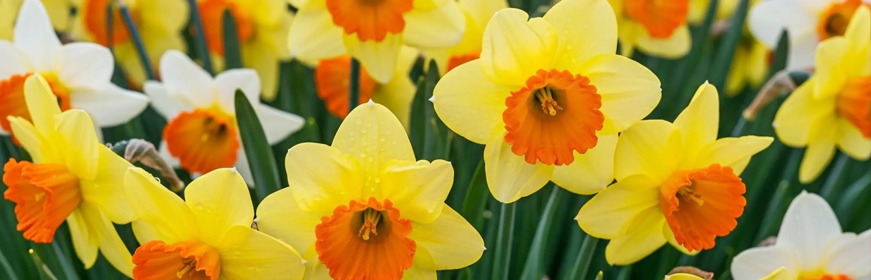 Row of spring daffodils